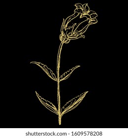 Isolated vector illustration. Branch of bell flower. Campana Lilac Campanula. Hand drawn linear doodle sketch. Gold silhouette on black background.