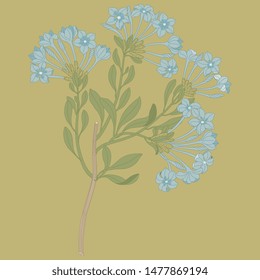 Isolated vector illustration. Branch of blue flowers. Plumbago capensis. Based on vintage art.