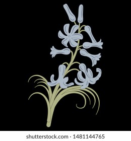 Isolated vector illustration. Branch of blue hyacinth flower. On black background.