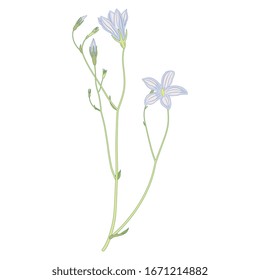 Isolated vector illustration. Branch of bluebell flower. Meadow herb. Wildflower.