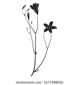 Isolated vector illustration. Branch of bluebell flower. Meadow herb. Wildflower. Black and white silhouette.