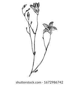 Isolated vector illustration. Branch of bluebell flower. Meadow herb. Wildflower. Hand drawn linear doodle ink sketch. Black silhouette on white background.