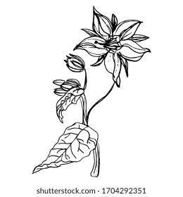 Isolated vector illustration. Branch of borage flower. Borago officinalis. Starflower plant. Hand drawn linear doodle ink sketch. Black silhouette on white background.