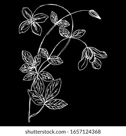  Vektorillustration einzeln. Zweig der Clematis-Blume. Handgezeichnete lineare Doodle-Skizze. Weiße Silhouette auf schwarzem Hintergrund.