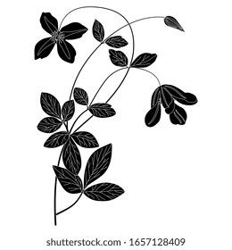 Isolated vector illustration. Branch of clematis flower. Black and white linear silhouette.