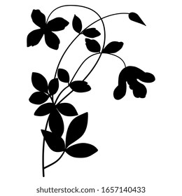 Isolated vector illustration. Branch of clematis flower. Black silhouette on white background.