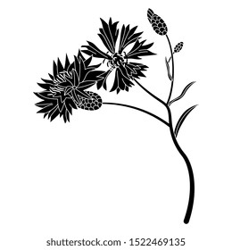 Isolated vector illustration. Branch of cornflower with two flowers. Black and white silhouette.
