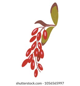 Isolated vector illustration. Branch of dogwood or barberry with red berries. Cornus mas.  Berberis. Flat cartoon style.