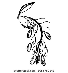 Isolated vector illustration. Branch of dogwood or barberry with berries. (Cornus mas). Berberis. Hand drawn doodle style sketch. Black silhouette on white background.