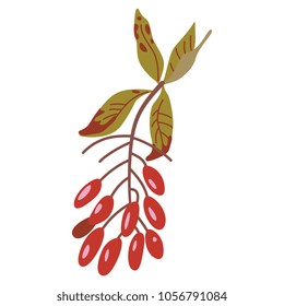 Isolated vector illustration. Branch of dogwood or barberry with red berries. Cornus mas.  Berberis. Flat cartoon style.