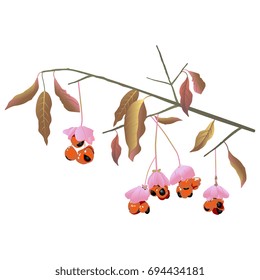 Isolated vector illustration. Branch of European Spindle tree with berries. (Euonymus europaeus). svg