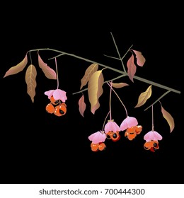 Isolated vector illustration. Branch of European Spindle tree with berries. (Euonymus europaeus). On black background. svg
