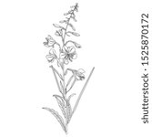 Isolated vector illustration. Branch of fireweed flower. Rosebay willowherb plant. (Onagraceae). (Epilobium angustifolium). (Chamaenerion angustifolium). Black and white linear silhouette.