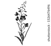 Isolated vector illustration. Branch of fireweed flower. Rosebay willowherb plant. Ivan Chai. (Onagraceae). (Epilobium angustifolium). (Chamaenerion angustifolium). Black and white silhouette.