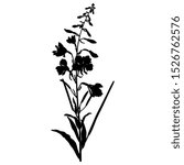 Isolated vector illustration. Branch of fireweed flower. Rosebay willowherb plant. Ivan Chai. (Onagraceae). (Epilobium angustifolium). (Chamaenerion angustifolium). Black silhouette on white.