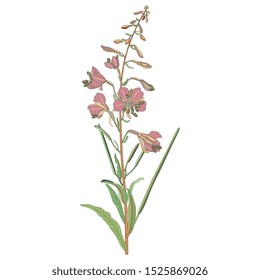 Isolated vector illustration. Branch of fireweed flower. Rosebay willowherb plant. (Onagraceae). (Epilobium angustifolium). (Chamaenerion angustifolium).