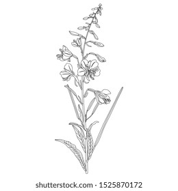 Isolated vector illustration. Branch of fireweed flower. Rosebay willowherb plant. (Onagraceae). (Epilobium angustifolium). (Chamaenerion angustifolium). Black and white linear silhouette.
