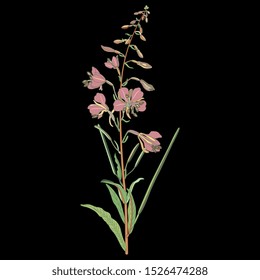 Isolated vector illustration. Branch of fireweed flower. Rosebay willowherb plant. (Onagraceae). Ivan Chai. (Epilobium angustifolium). (Chamaenerion angustifolium). On black background.