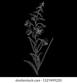 Isolated vector illustration. Branch of fireweed flower. Rosebay willowherb plant. Ivan Chai. (Onagraceae). (Epilobium angustifolium). (Chamaenerion angustifolium). Linear white silhouette on black.