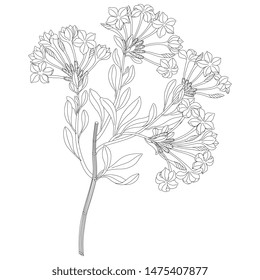 Isolated vector illustration. Branch of flowers. Plumbago capensis. Based on vintage art. Black and white linear silhouette.