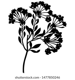 Isolated vector illustration. Branch of flowers. Plumbago capensis. Black silhouette on white background.