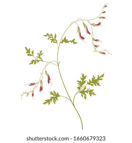 Isolated vector illustration. Branch of fumitory plant. Fumaria officinalis flower. Earth smoke.