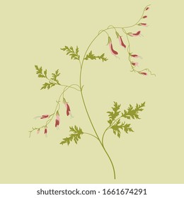 Ilustración vectorial aislada. Sucursal de la planta de fumigación. Flor fumaria officinalis. Humo terrestre.