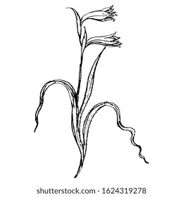 Isolated vector illustration. Branch of gladiolus flower. Hand drawn linear doodle ink sketch. Black silhouette on white background.