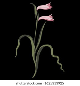 Isolated vector illustration. Branch of gladiolus flower. On black background.