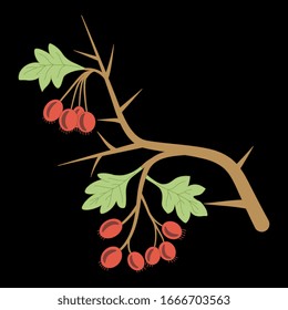 Isolated vector illustration. Branch of hawthorn tree with leaves and red berries. On black background.
