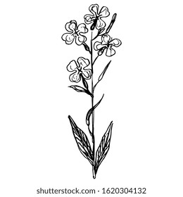 Isolated vector illustration. Branch of Hesperis Alba flower. Dame's Rocket. Sweet Rocket. Hand drawn linear doodle sketch. Black silhouette on white background.