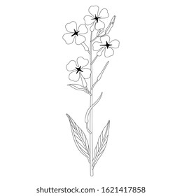 Isolated vector illustration. Branch of Hesperis Alba flower. Dame's Rocket. Sweet Rocket. Black and white linear silhouette.