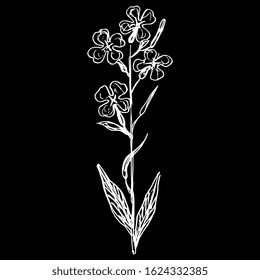 Isolated vector illustration. Branch of Hesperis Alba flower. Dame's Rocket. Sweet Rocket. Hand drawn linear doodle sketch. White silhouette on black background.