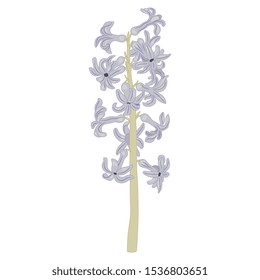 Isolated vector illustration. Branch of hyacinth flower.