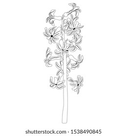 Isolated vector illustration. Branch of hyacinth flower. Black and white linear silhouette.