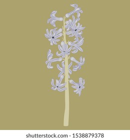 Isolated vector illustration. Branch of hyacinth flower.