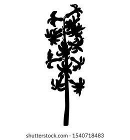 Isolated vector illustration. Branch of hyacinth flower. Black silhouette on white background.