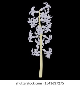 Isolated vector illustration. Branch of hyacinth flower.