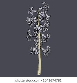 Isolated vector illustration. Branch of hyacinth flower.