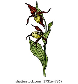 Isolated vector illustration. Branch of Lady's slipper flower. Wild orchid. Cypripedium calceolus. Hand drawn colofrul sketch.