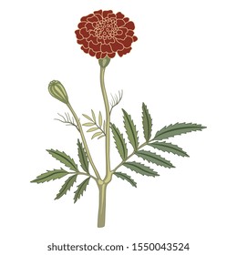 Isolated vector illustration. Branch of marigold flower. (Tagétes).