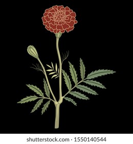 Isolated vector illustration. Branch of marigold flower. (Tagétes). On black background.