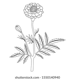 Isolated vector illustration. Branch of marigold flower. (Tagétes). Black and white linear silhouette.