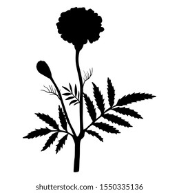 Isolated vector illustration. Branch of marigold flower. (Tagétes). Black silhouette on white background.