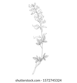 Isolated vector illustration. Branch of Meadow Vetchling flower. Lathyrus pratensis. Vintage style. Black and white linear silhouette.