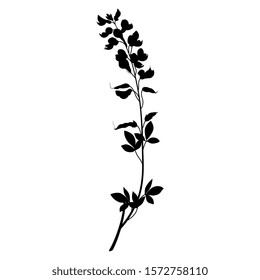 Isolated vector illustration. Branch of Meadow Vetchling flower. Lathyrus pratensis. Black silhouette on white background.