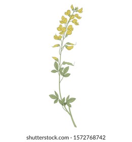 Isolated vector illustration. Branch of Meadow Vetchling or Yellow Pea flower. Lathyrus pratensis. Vintage style.