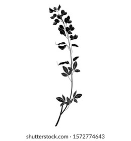 Isolated vector illustration. Branch of Meadow Vetchling flower. Lathyrus pratensis. Vintage style. Black and white silhouette.