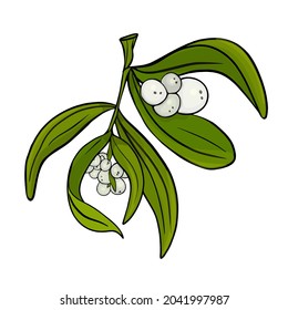 Ilustración vectorial aislada de una rama de mistletoe sobre un fondo blanco. Preparación de ramas ecológicas para diseñadores, medicamentos, año nuevo