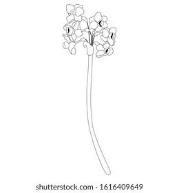 Isolated vector illustration. Branch of narcissus or daffodil flower. Black and white linear silhouette.